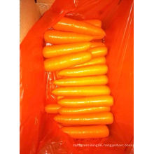 New Crop Good Quality Fresh Carrot